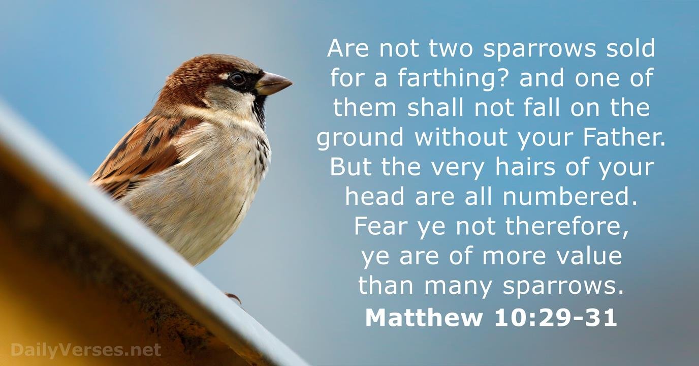 matthew 10 29 31